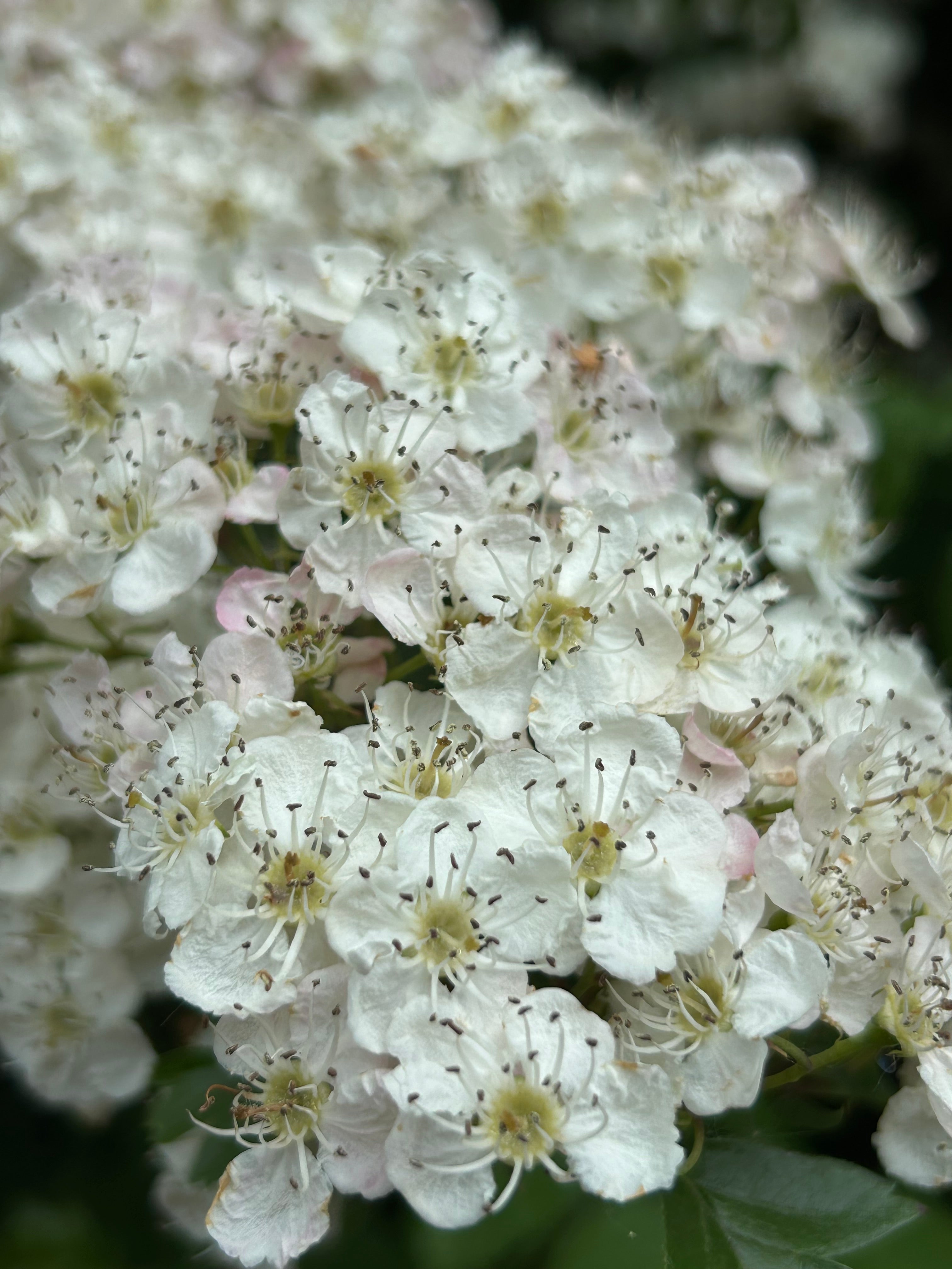 Hawthorn - The Tree of the Fair Folk