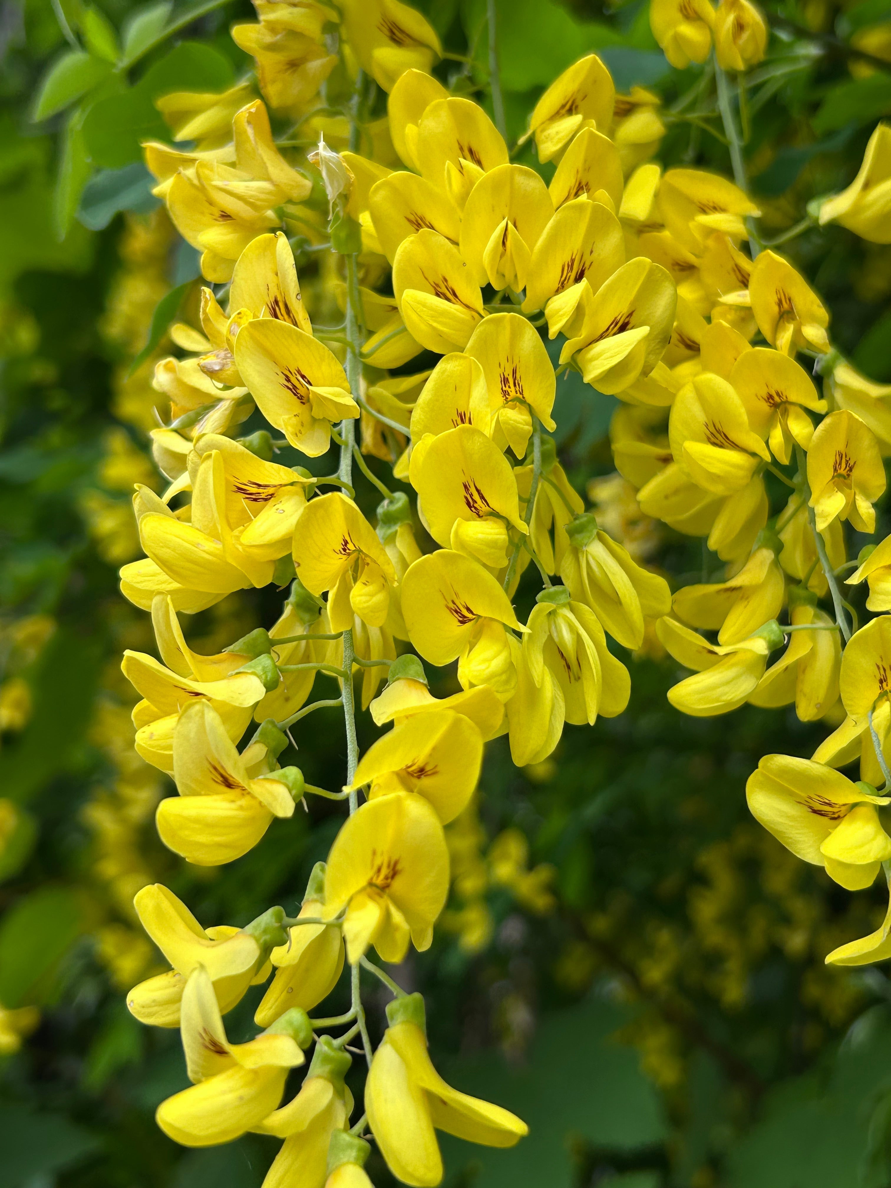 Laburnum - The Golden Rain of Folklore & Caution...