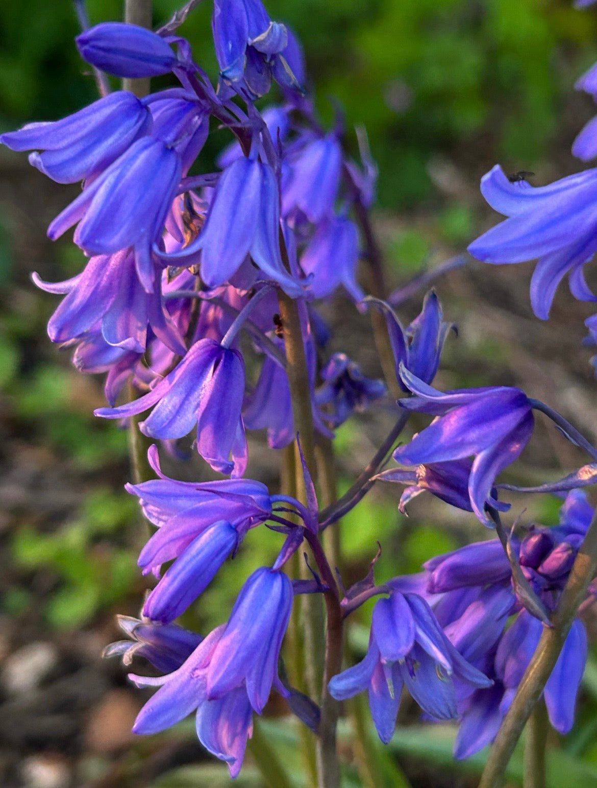 Bluebells: Britain's Enchanted Woodland Flower